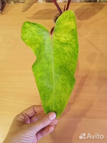 Филодендрон Медуза