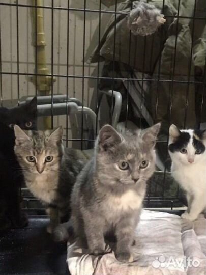 Красивые котята в добрые руки