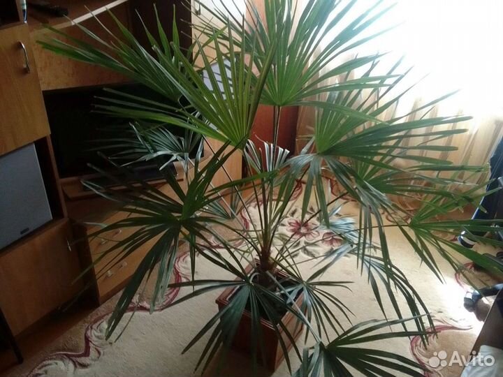 Пальма веерная Ливистона