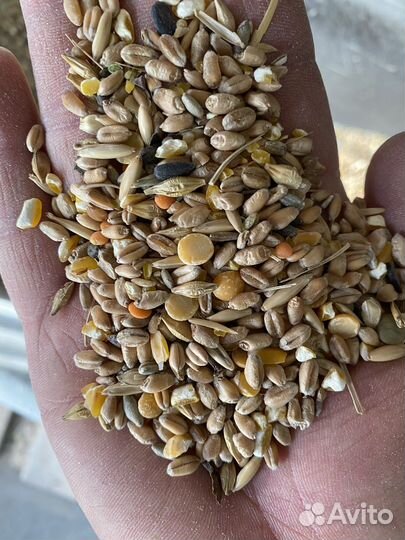 Овес голозерный