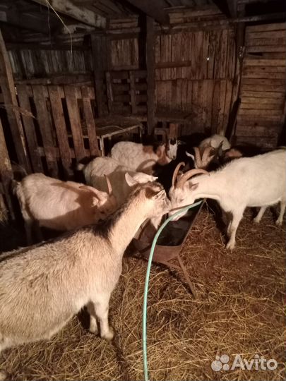 Козы и бараны