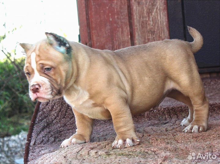 Американский булли. Девочка и два мальчика