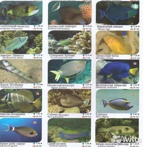 Морские рыбы, морские кораллы, морские актинии