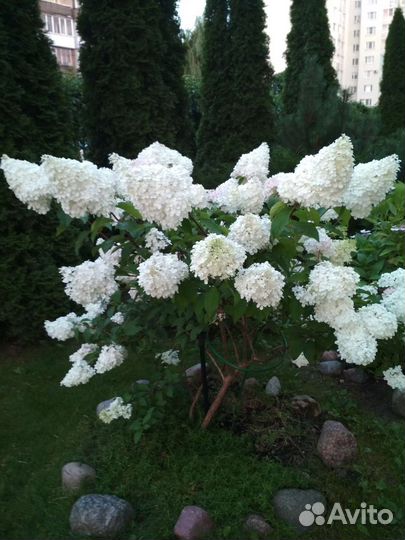 Гортензия метельчатая