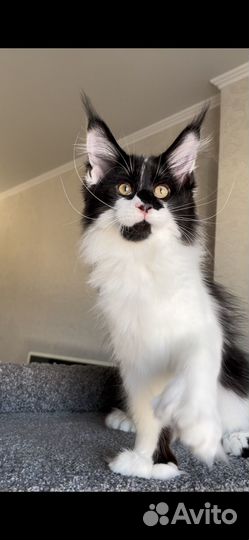 Котята мейн-кун полидакт