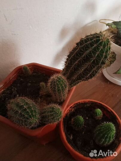 Кактусы и суккуленты