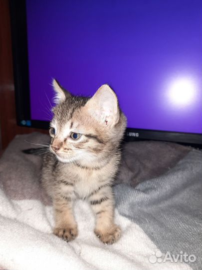 Котенок мальчик