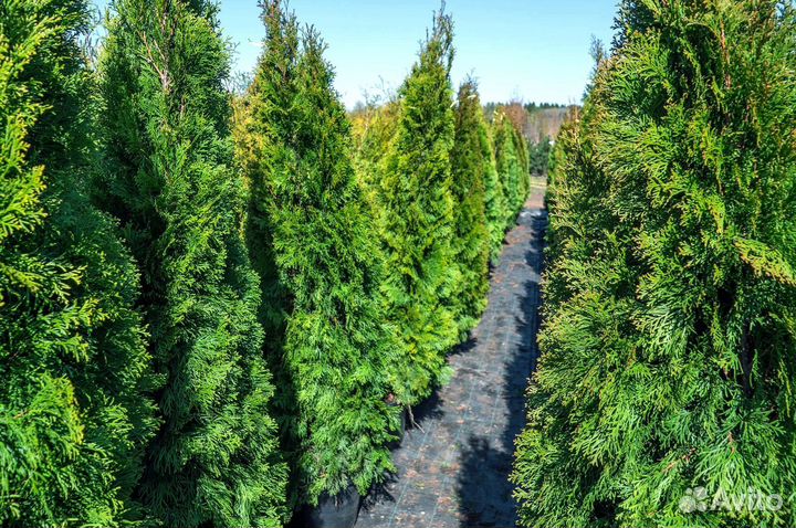 Туи вип класса