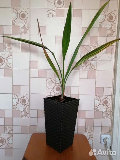 Финиковая пальма