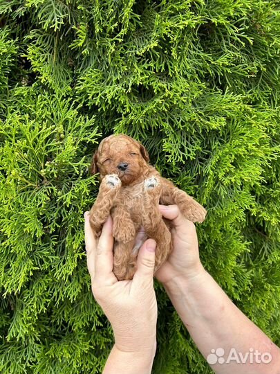 Австралийский Лабрадудль Мини