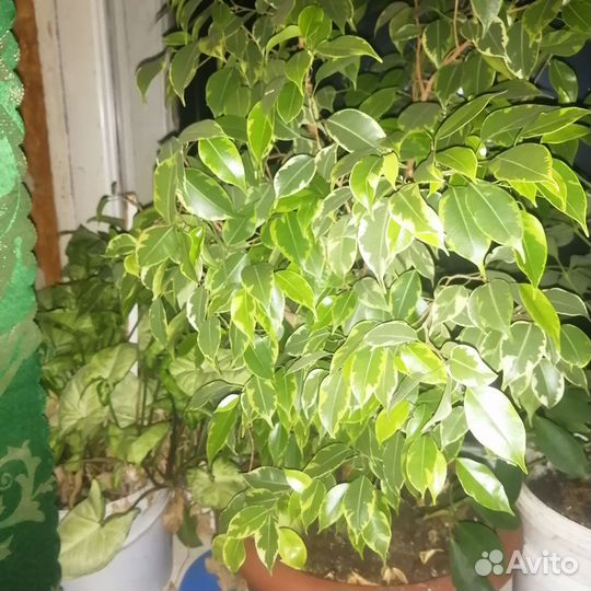 Фикус бенджамина пестролистный
