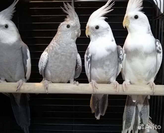 Попугай корелла безщёкая