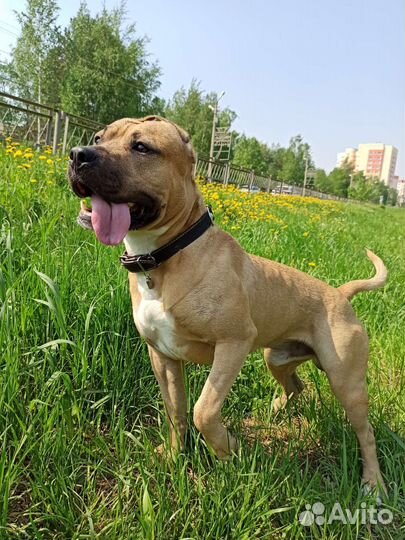 Случка собак