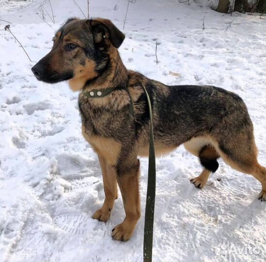 Собака в добрые руки. Ириска