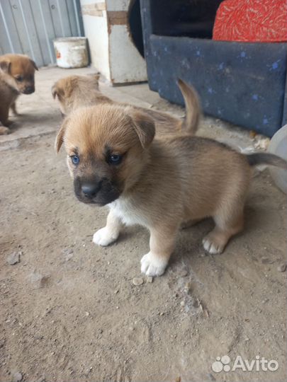 Собака в добрые руки отдам бесплатно