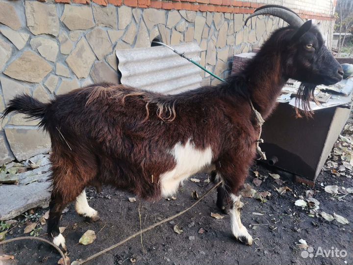 Коза дойная