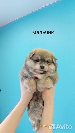 Собака