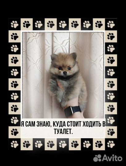Шпиц немецкий малый