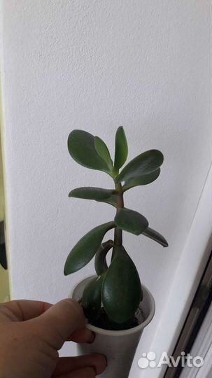 Алое,алоеВера,каланхое,инд лук,денежное дерево