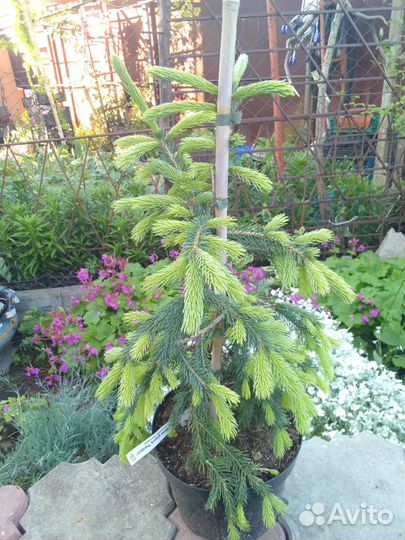 Ель Глаука Пендула (плакучая)