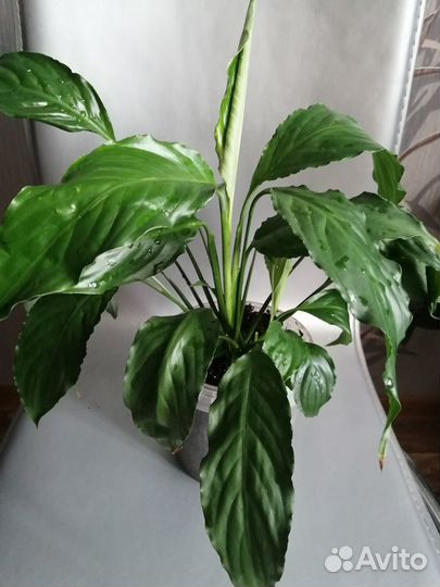 Спатифиллум