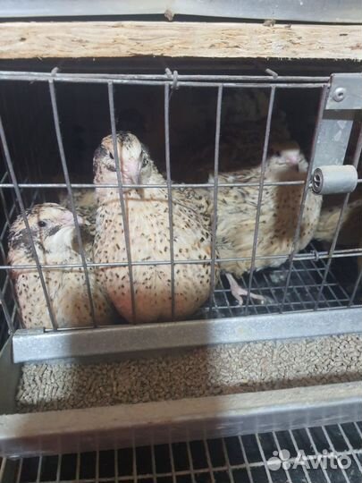 Перепелки суточные