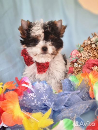 Бивер мальчик