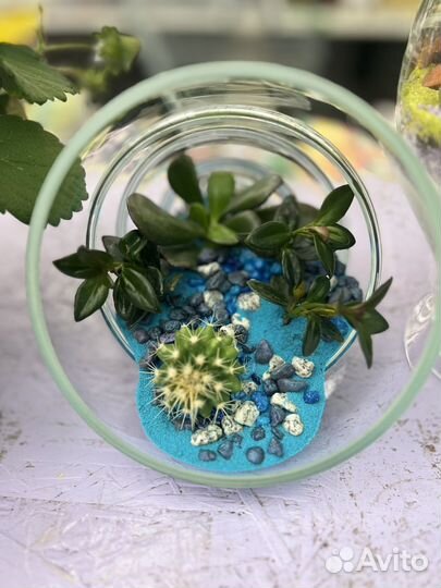 Флорариумы и цветочные композиции