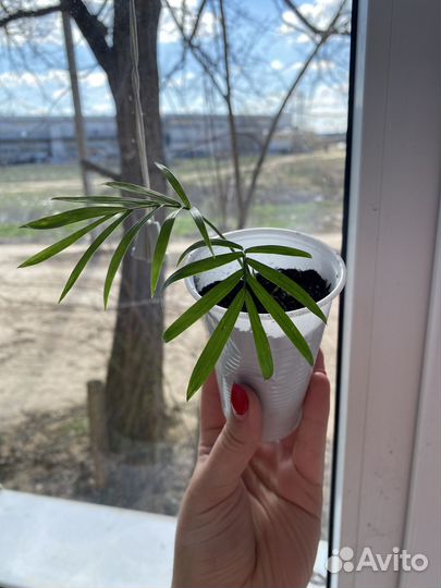 Хамедорея элеганс