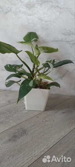 Филодендрон white wizard