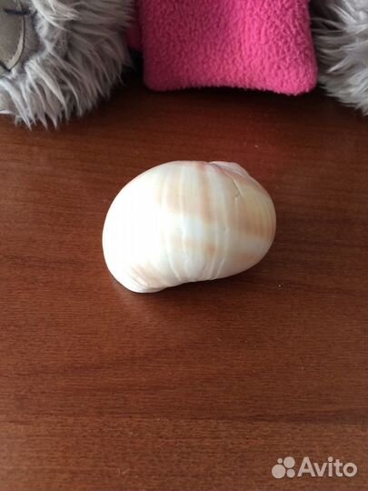 Ракушка морская