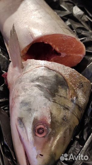 Свежая рыба кета