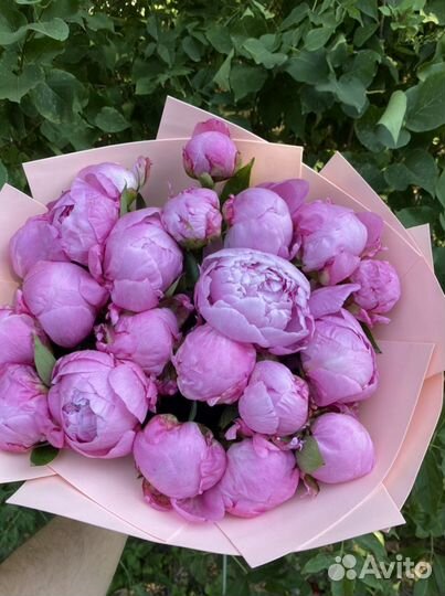 Цветы пионы срезка