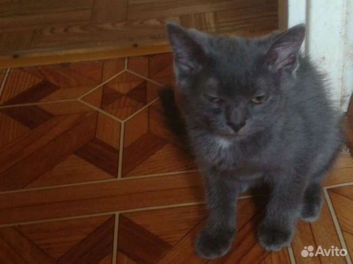 Серые котята в добрые руки в дар