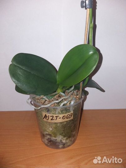 Продам орхидеи