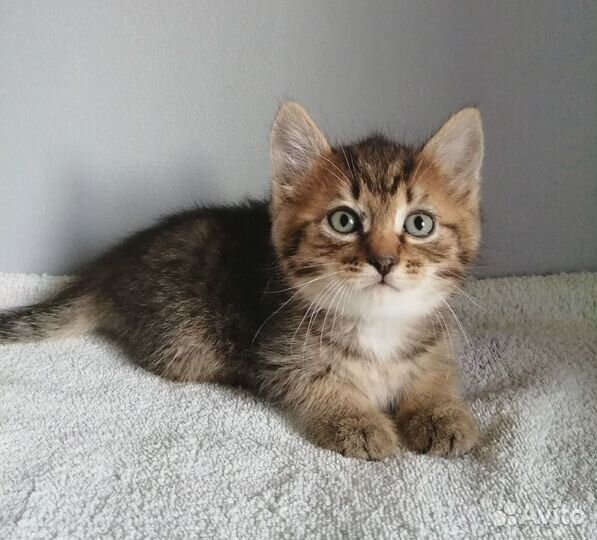 Малыши в добрые руки