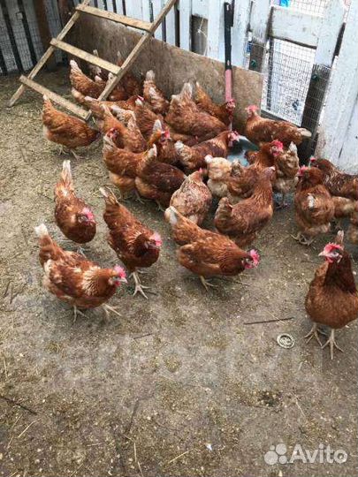 Куры несушки