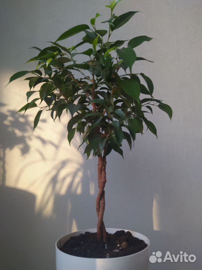 Фикус бенджамина плетёный сорт 