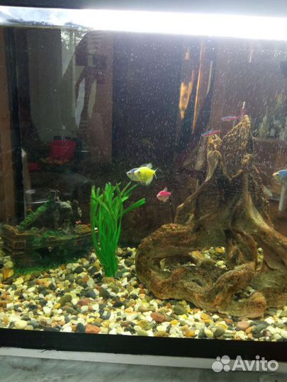 Аквариум
