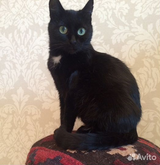 Лекси - роскошная, молодая, чёрная кошка в добрые