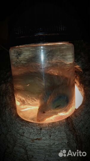 Птенцы в баночках