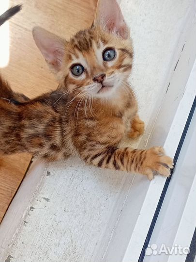 Бенгальские котята