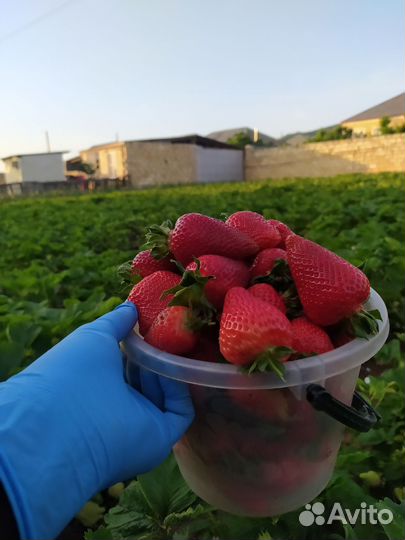 Рассада клубники