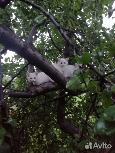 Котята отдам в добрые руки бесплатно