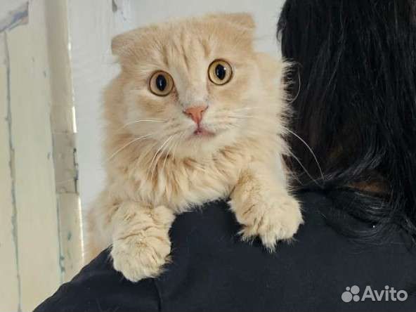 Кремовый котик, 11мес