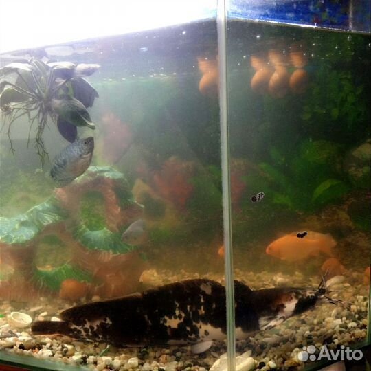 Аквариум