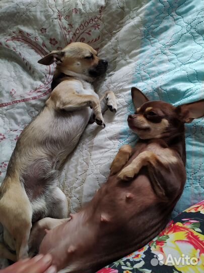 Щенки чихуахуа мини
