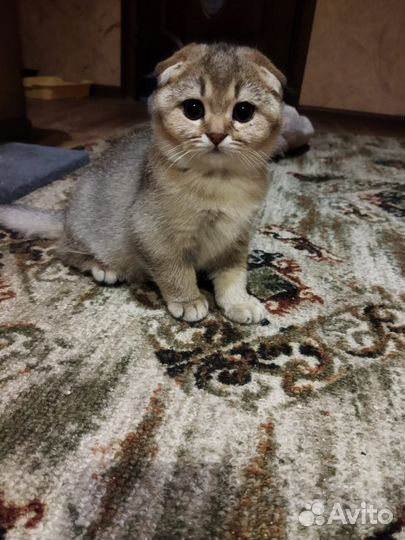 Шотландская