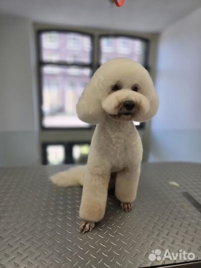 Ищем девочку собаку для вязки