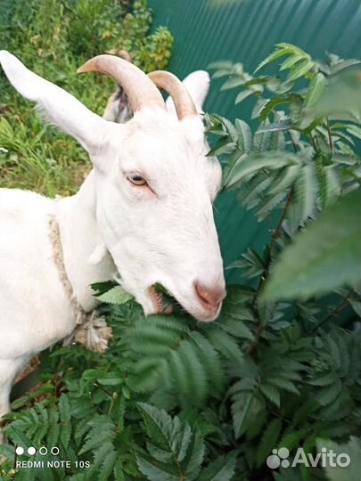 Коза дойная молочная